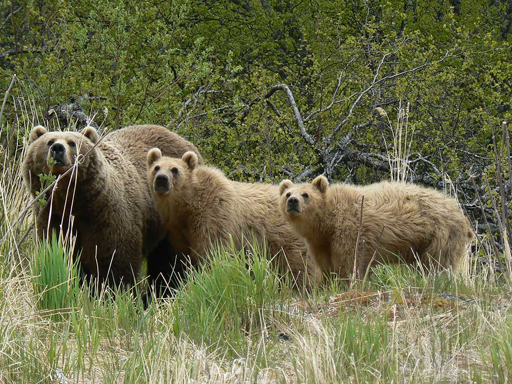 Brown Bears in Alaska
