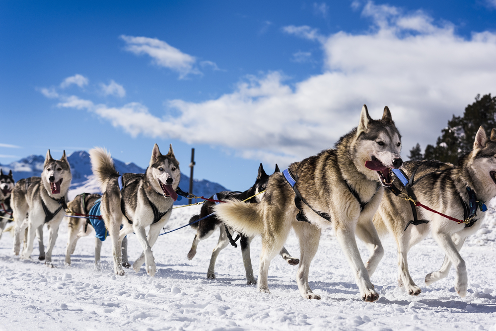 Dog sled team in winter race